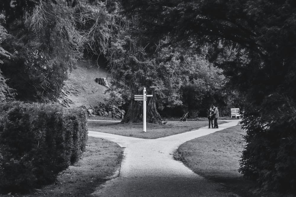 Two paths diverging in a park under flat, diffused light