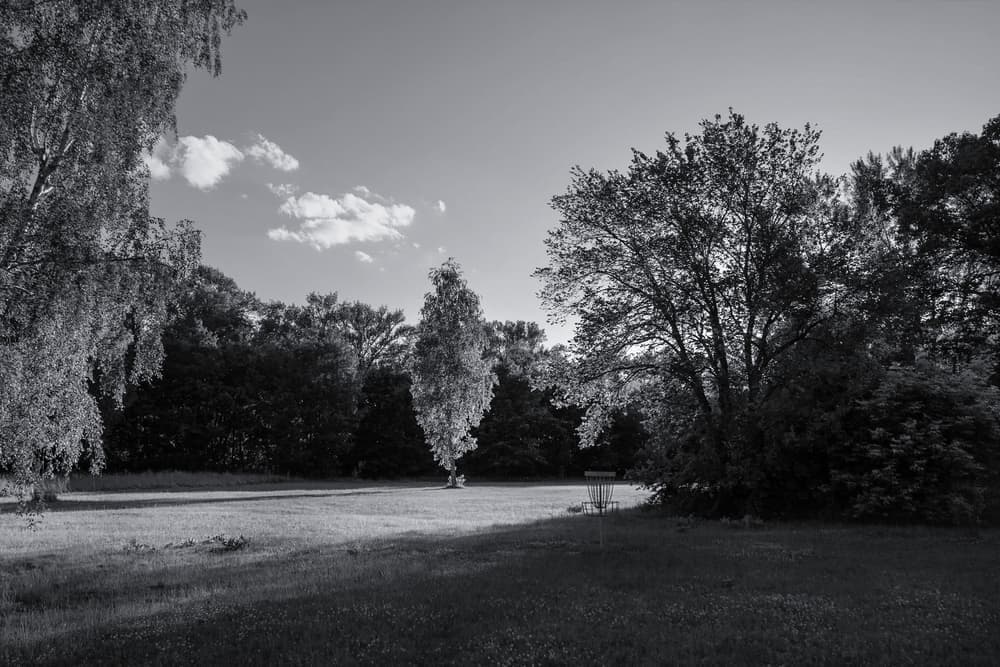A wooded disc golf fairway with a narrow gap between the trees