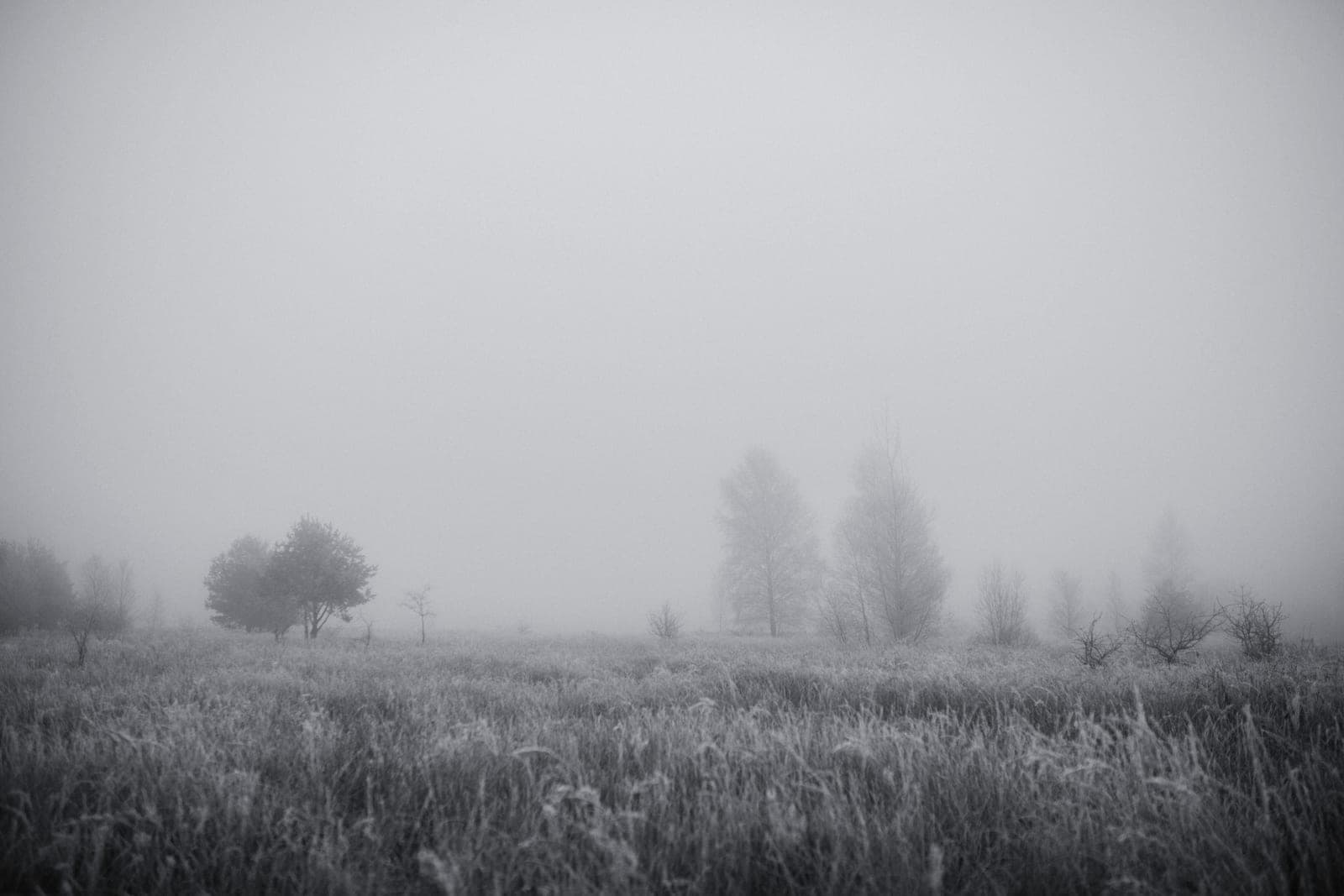 A pale, misty open field running out to a distant tree line in flat morning light