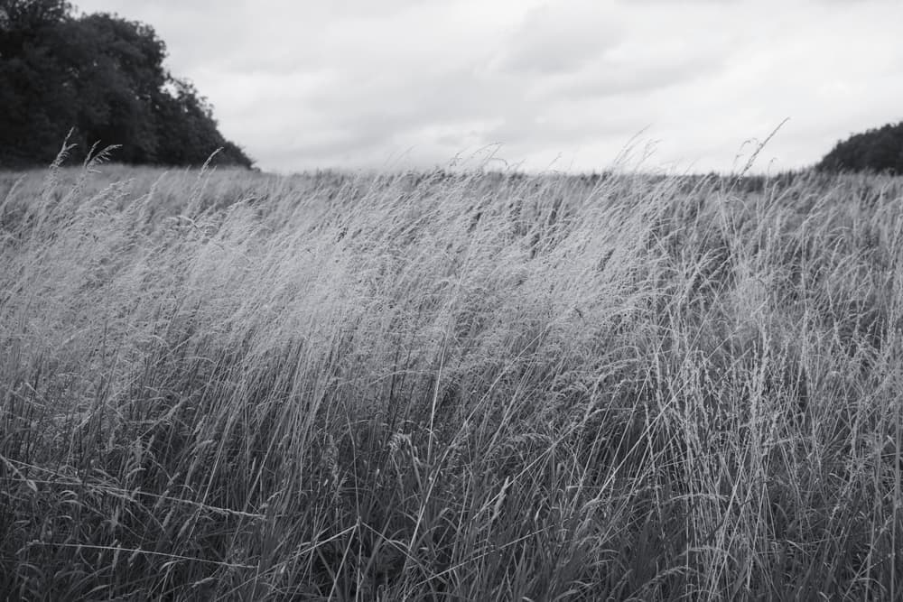 Tall grass bending in wind under a heavy, overcast sky
