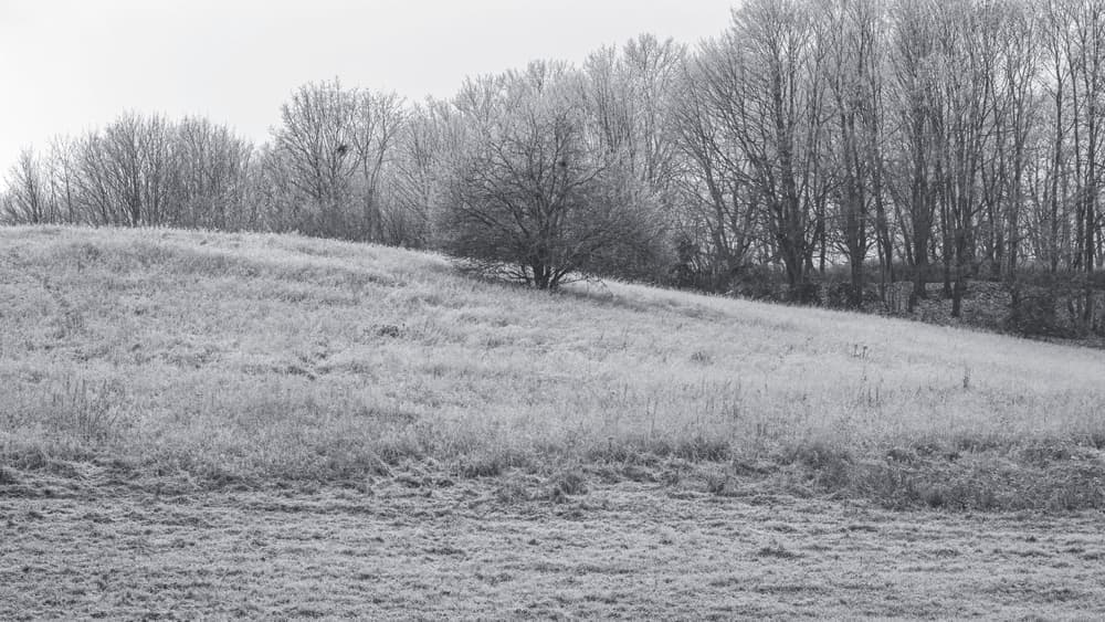 A frosted winter field in cold, flat morning light